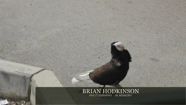 Photograph from Birds of 2014