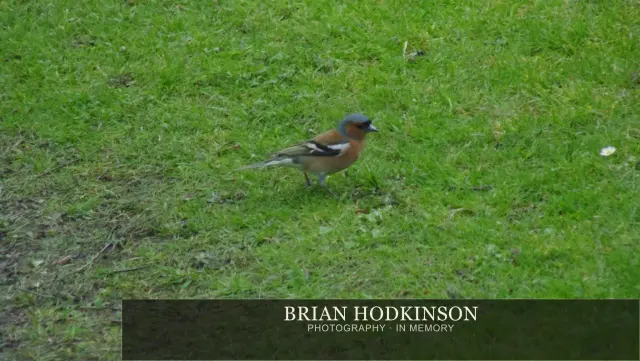 Photograph from Birds of 2014