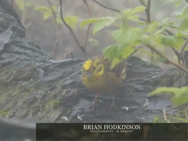 Photograph from Birds of 2014