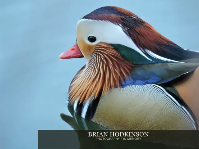 Photograph from Birds of 2014
