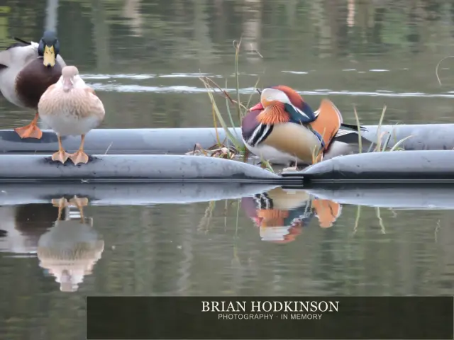 Photograph from Birds of 2014