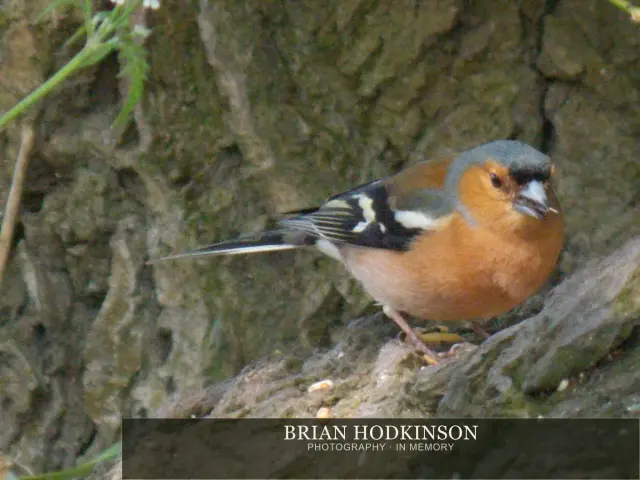 Photograph from Birds of 2014