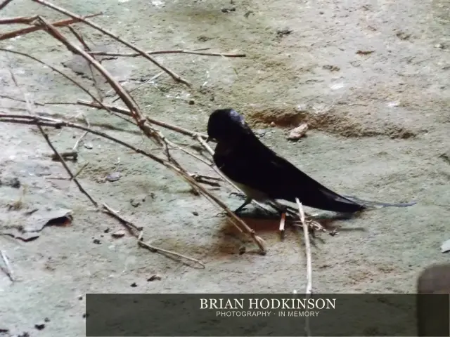 Photograph from Birds of 2014