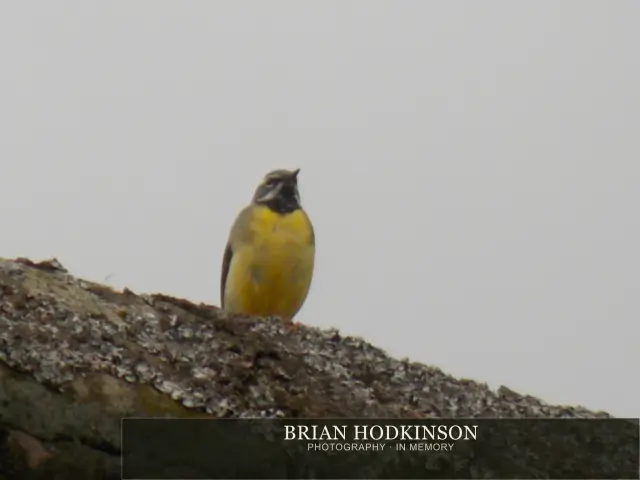 Photograph from Birds of 2014