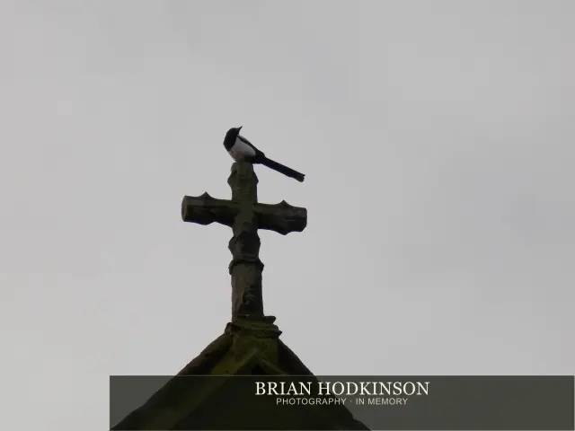 Photograph from Birds of 2014