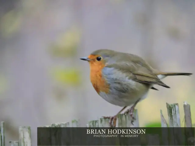 Photograph from Birds of 2014