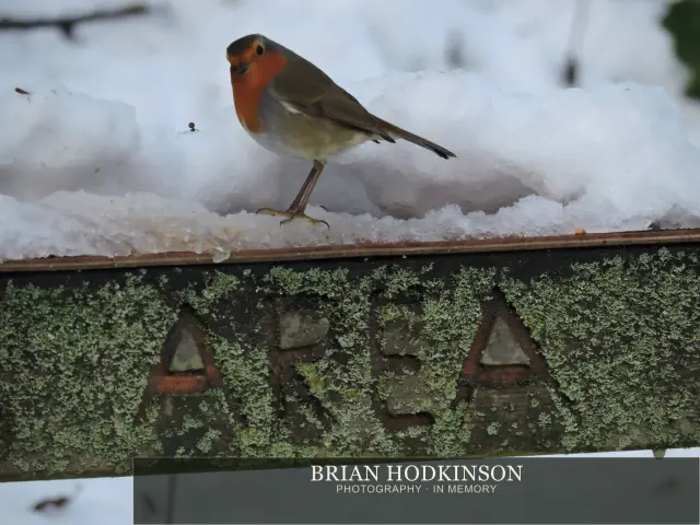 Photograph from Birds of 2014