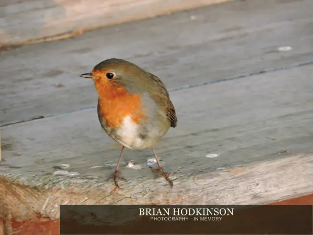 Photograph from Birds of 2014