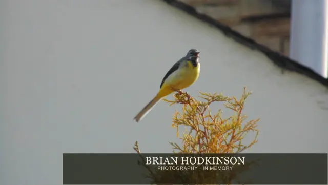 Photograph from Birds of 2014