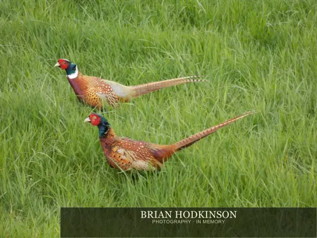 Photograph from Birds of 2014
