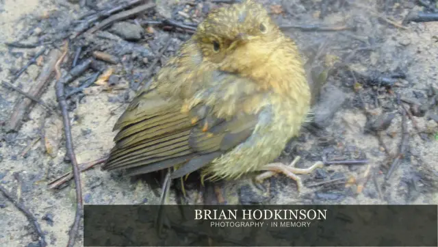 Photograph from Birds of 2014