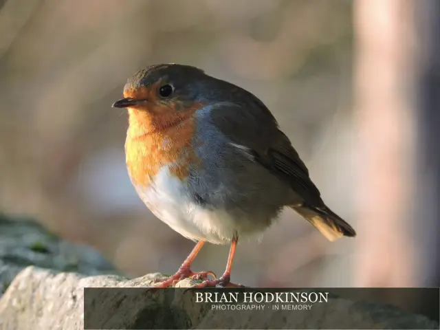 Photograph from Birds of 2014