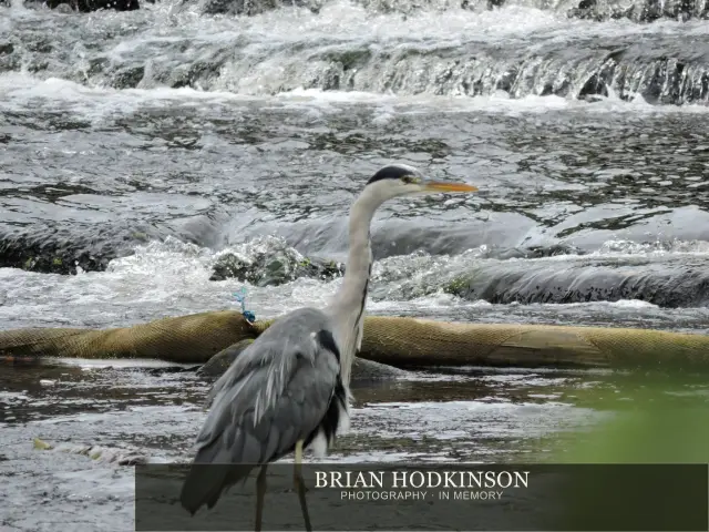 Photograph from Birds of 2014