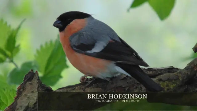 Photograph from Birds of 2014