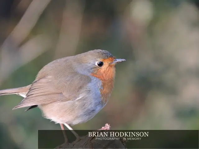 Photograph from Birds of 2014
