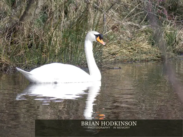 Photograph from Birds of 2014