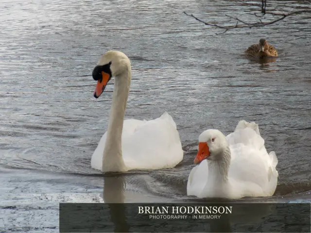 Photograph from Birds of 2014