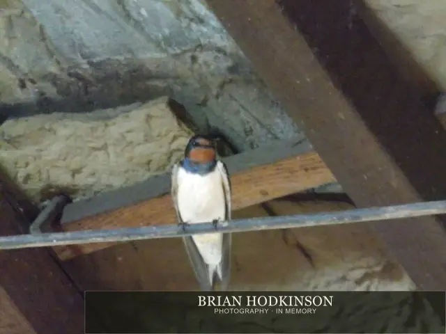 Photograph from Birds of 2014