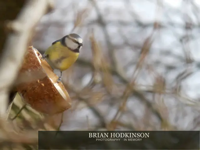 Photograph from Birds of 2014