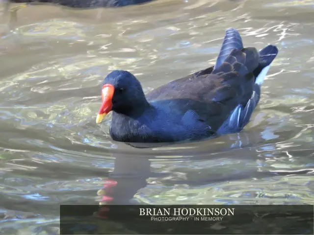 Photograph from Birds of 2014