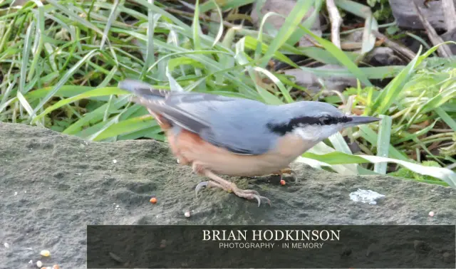 Photograph from Birds of 2014