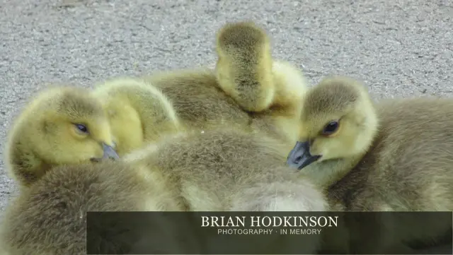 Photograph from Birds of 2014