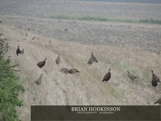 Photograph from Birds of 2014