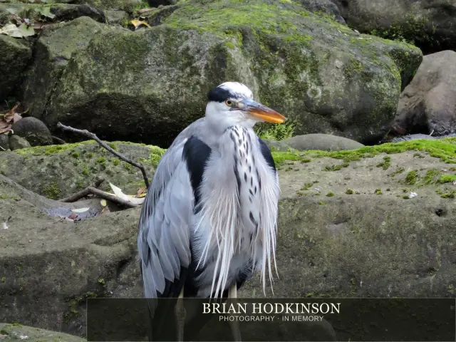 Photograph from Birds of 2014