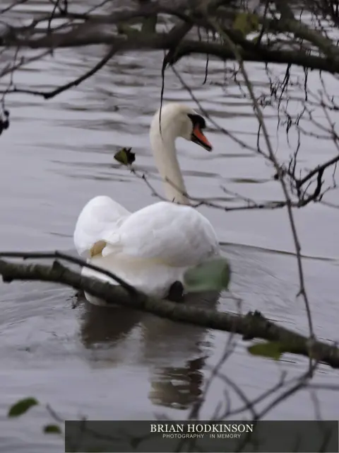 Photograph from Birds of 2014