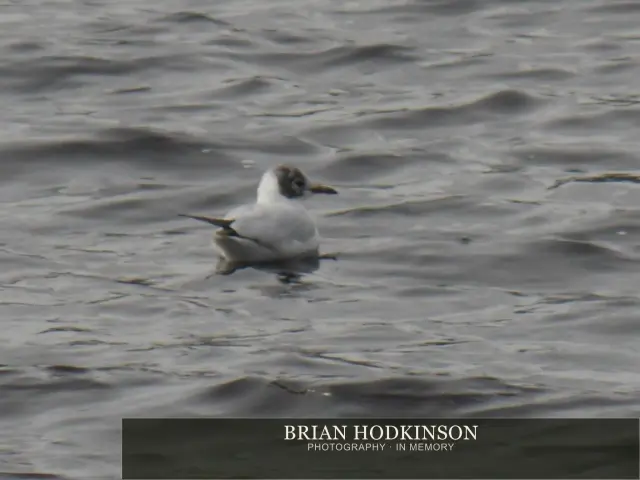 Photograph from Birds of 2014