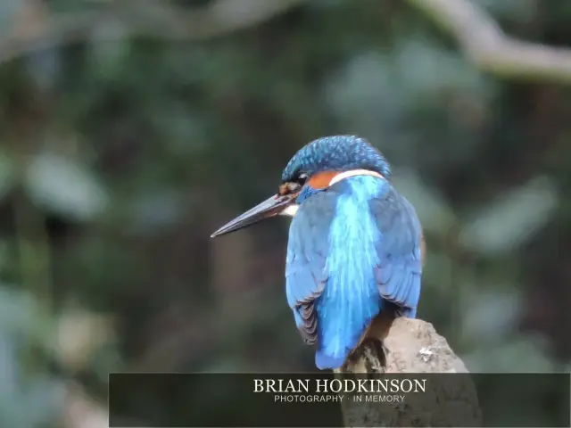 Photograph from Birds of 2014