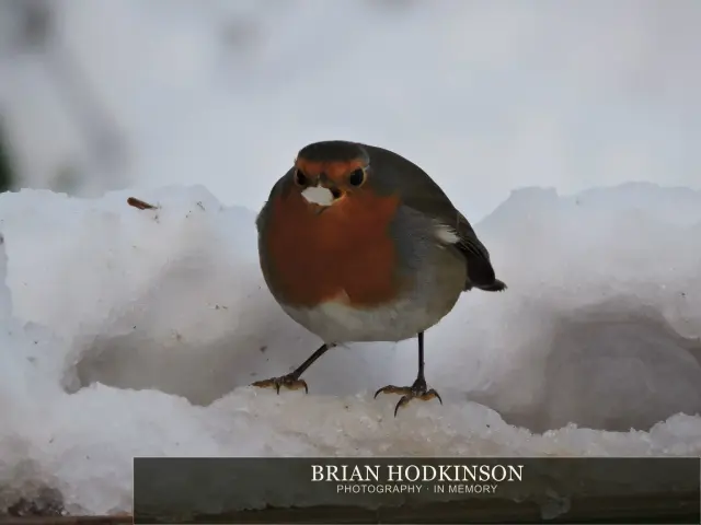 Photograph from Birds of 2014