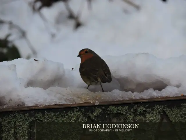 Photograph from Birds of 2014