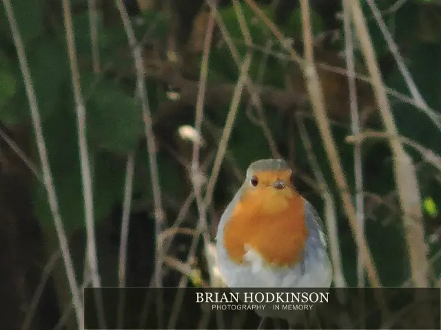 Photograph from Birds of 2014