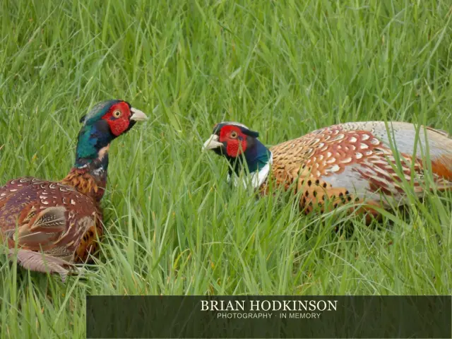 Photograph from Birds of 2014