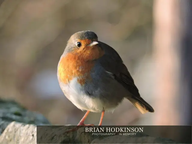 Photograph from Birds of 2014