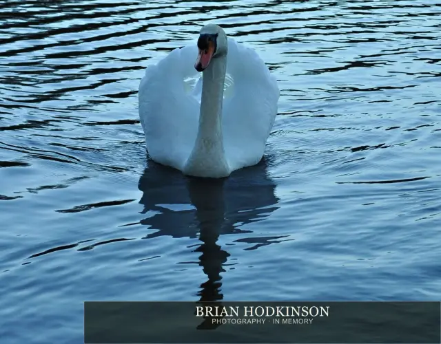 Photograph from Birds of 2014