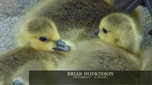Photograph from Birds of 2014