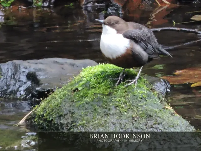 Photograph from Birds of 2014