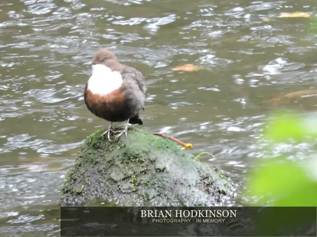 Photograph from Birds of 2014