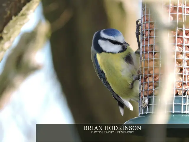 Photograph from Birds of 2014