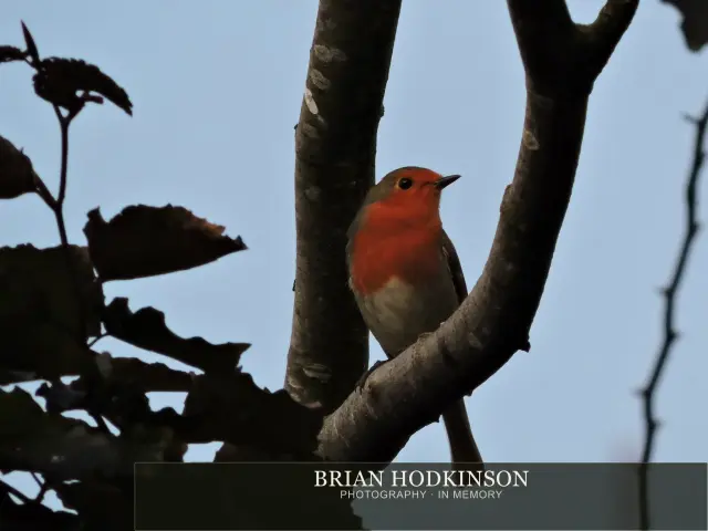 Photograph from Birds of 2014