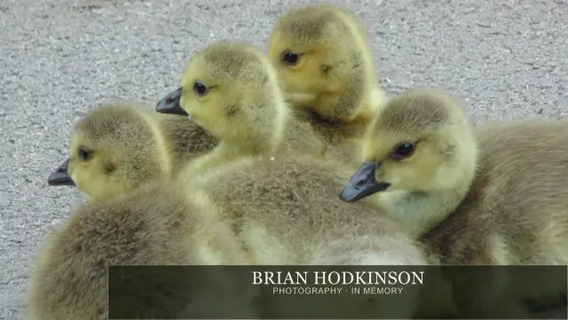 Photograph from Birds of 2014