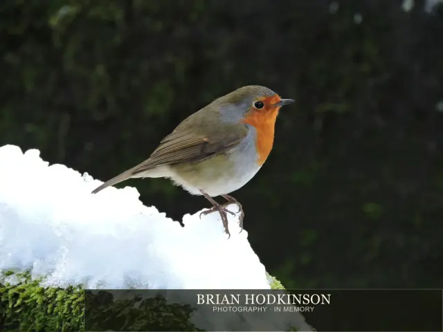 Photograph from Birds of 2014