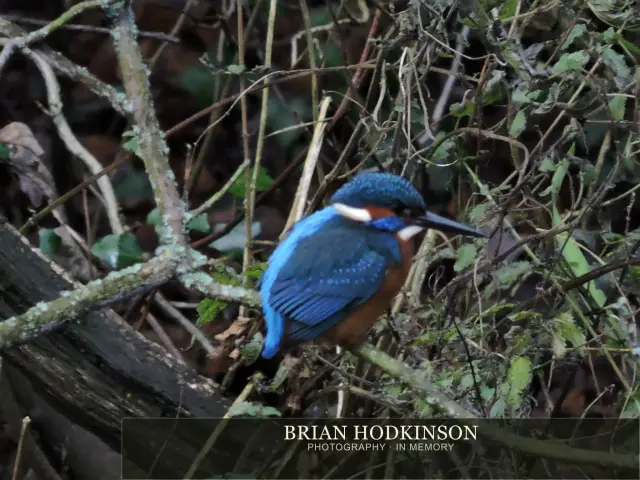 Photograph from Birds of 2014