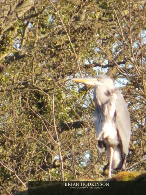 Photograph from Birds of 2014