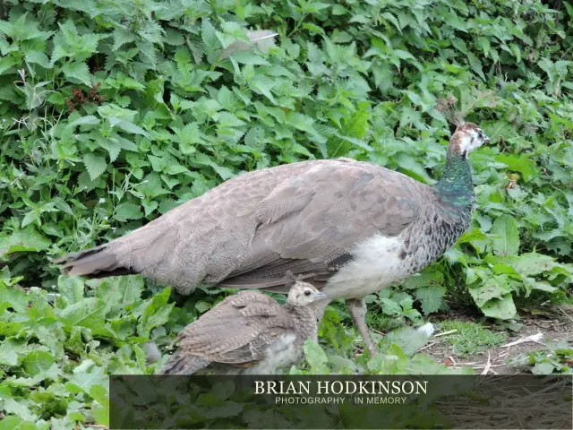 Photograph from Birds of 2014