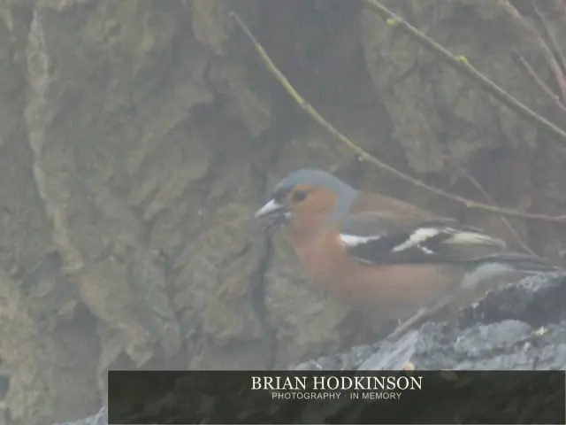 Photograph from Birds of 2014