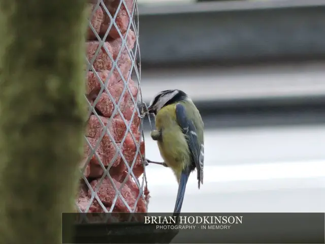 Photograph from Birds of 2014
