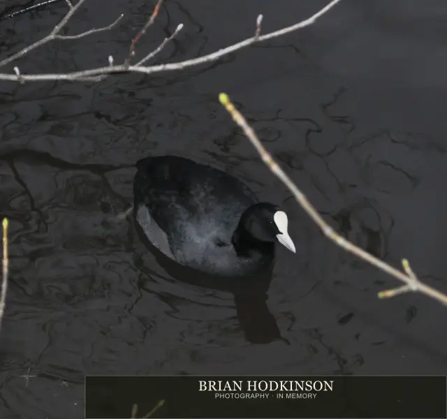 Photograph from Birds of 2014